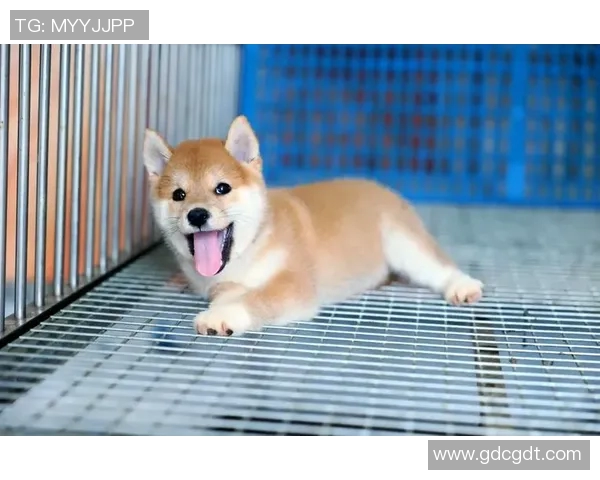 足球球星萌宠大曝光 这些明星与心爱的宠物互动瞬间超治愈